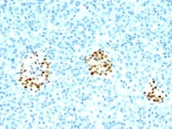 NKX2.2 Antibody (NX2/294), Novus Biologicals:Anticuerpos:Anticuerpos primarios