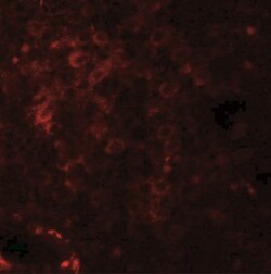 NKX2.6 Antibody - BSA Free, Novus Biologicals 0.1mg; Unlabeled:Antibodies,