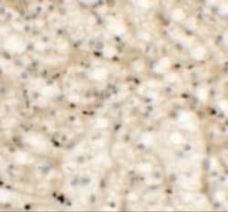 NKX2.6 Antibody - BSA Free, Novus Biologicals 0.1mg; Unlabeled:Antibodies,