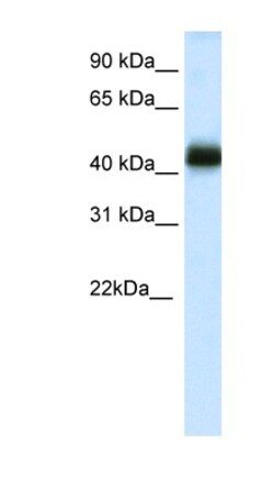 NKX2-4 Antibody, Novus Biologicals:Antibodies:Primary Antibodies