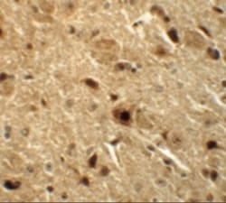 NKX3-2 Antibody - BSA Free, Novus Biologicals:Antibodies:Primary Antibodies