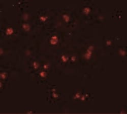 NLRC3 Antibody - BSA Free, Novus Biologicals:Antibodies:Primary Antibodies