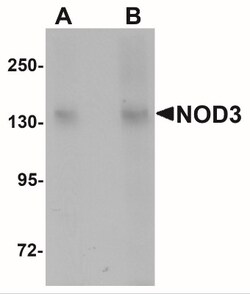 NLRC3 Antibody - BSA Free, Novus Biologicals:Antibodies:Primary Antibodies