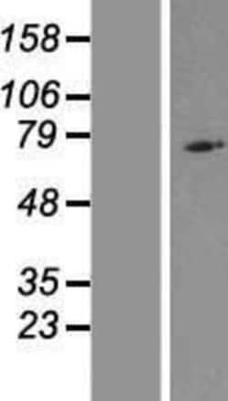 Novus Biologicals&trade;&nbsp;NLRP10/Pynod/NALP10 Overexpression Lysate