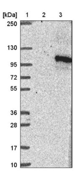 NLRP11 Antibody, Novus Biologicals 0.1mL; Unlabeled:Antibodies, Polyclonal
