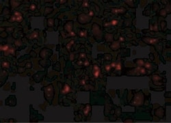 NLRP1/NALP1 Antibody - BSA Free, Novus Biologicals 0.025 mg, Unconjugated:Antibodies,