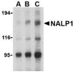 NLRP1/NALP1 Antibody - BSA Free, Novus Biologicals 0.025 mg, Unconjugated:Antibodies,
