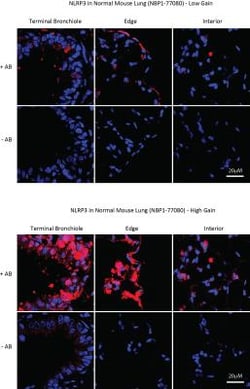 NLRP3/NALP3 Antibody - BSA Free, Novus Biologicals 0.025mg; Unlabeled:Antibodies,