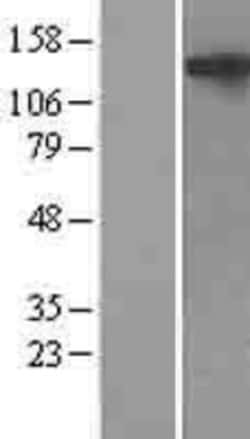 Novus Biologicals&trade;&nbsp;NLRP5 Overexpression Lysate