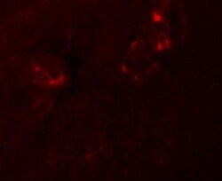 NLRP5 Antibody - BSA Free, Novus Biologicals 0.025 mg, Unconjugated:Antibodies,