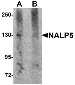 NLRP5 Antibody - BSA Free, Novus Biologicals 0.025 mg, Unconjugated:Antibodies,