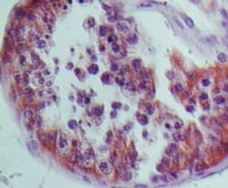 NLRP9 Antibody, Novus Biologicals:Antibodies:Primary Antibodies