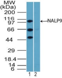 NLRP9 Antibody, Novus Biologicals:Antibodies:Primary Antibodies