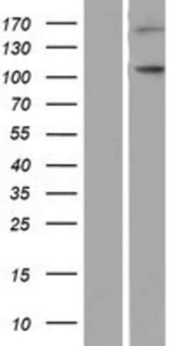 Novus Biologicals™ NLRP9 Overexpression Lysate