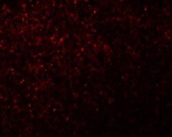 NLRX1 Antibody - BSA Free, Novus Biologicals 0.1mg; Unlabeled:Antibodies,
