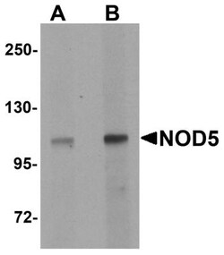 NLRX1 Antibody - BSA Free, Novus Biologicals 0.1mg; Unlabeled:Antibodies,