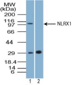NLRX1 Antibody, Novus Biologicals:Antibodies:Primary Antibodies