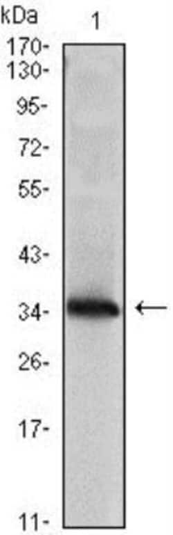 NM23-H1 Antibody (4B2), Novus Biologicals 0.1mL; Unlabeled:Antibodies,