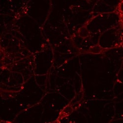 NMDAR1 Antibody (R1JHL), Novus Biologicals&trade;