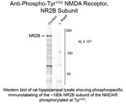 NMDAR2B, p Tyr1252 Antibody, Novus Biologicals 0.1mL; Unlabeled:Antibodies,