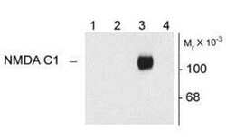 NMDA R, NR1 Subunit Antibody, Novus Biologicals 0.025mg; Unlabeled:Antibodies,