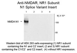 NMDA R, NR1 Subunit Antibody, Novus Biologicals 0.025mg; Unlabeled:Antibodies,