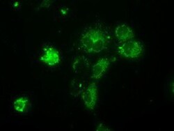 NME4 Antibody (OTI1A5), Novus Biologicals 0.1mL; Unlabeled:Antibodies,