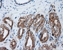 NME4 Antibody (OTI1A5), Novus Biologicals 0.1mL; Unlabeled:Antibodies,