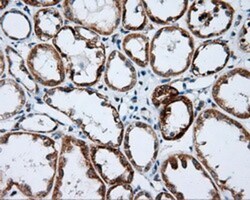 NME4 Antibody (OTI1A5), Novus Biologicals 0.1mL; Unlabeled:Antibodies,
