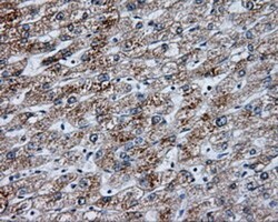 NME4 Antibody (OTI1A5), Novus Biologicals 0.1mL; Unlabeled:Antibodies,