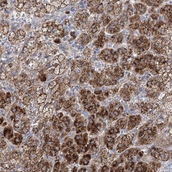 NME7 Antibody, Novus Biologicals 0.1mL; Unlabeled:Antibodies, Polyclonal