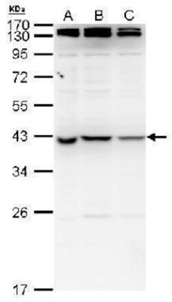 NME7 Antibody, Novus Biologicals 0.1mL:Antibodies, Polyclonal