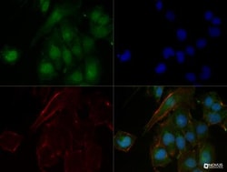 n-Myc Antibody (NMYC-1) - BSA Free, Novus Biologicals 0.1mL; Unlabeled:Antibodies,