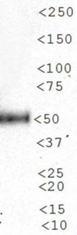 n-Myc Antibody (NMYC-1) - BSA Free, Novus Biologicals 0.1mL; Unlabeled:Antibodies,