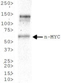 n-Myc Antibody (NMYC-1) - BSA Free, Novus Biologicals 0.1mL; Unlabeled:Antibodies,