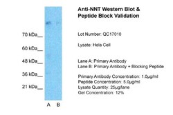 NNT Antibody, Novus Biologicals 100&mu;L; Unlabeled:Antibodies, Polyclonal