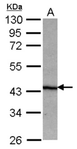 NO66 Antibody, Novus Biologicals 0.1mL; Unlabeled:Antibodies, Polyclonal