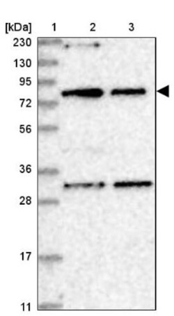 NOA1 Antibody, Novus Biologicals:Antibodies:Primary Antibodies