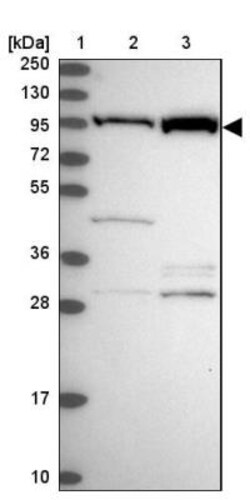 NOC2L Antibody, Novus Biologicals 25 &mu;L | Buy Online | Novus Biologicals | Fisher Scientific