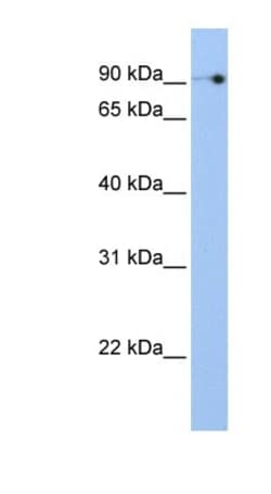 NOC3L Antibody, Novus Biologicals:Antibodies:Primary Antibodies