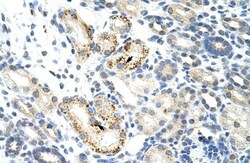 NOC4L Antibody, Novus Biologicals 20&mu;L; Unlabeled:Antibodies, Polyclonal