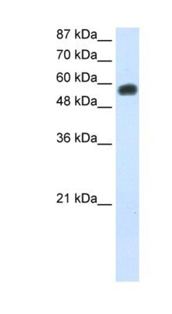 NOC4L Antibody, Novus Biologicals 20&mu;L; Unlabeled:Antibodies, Polyclonal