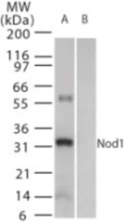 NOD1 Antibody, Novus Biologicals 0.1mL; Unlabeled:Antibodies, Polyclonal