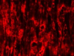 NOD2 Antibody (2D9) - BSA Free, Novus Biologicals 0.1mL; Unlabeled:Antibodies,