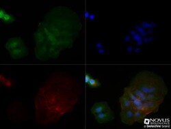 NOD2 Antibody (2D9) - BSA Free, Novus Biologicals 0.1mL; Unlabeled:Antibodies,