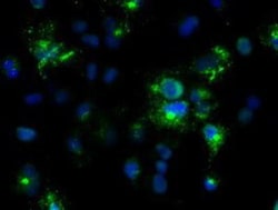 Noggin Antibody (OTI1H8), Novus Biologicals 0.1mL; Unlabeled:Antibodies,