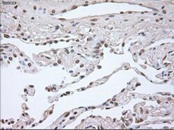 Noggin Antibody (OTI1H8), Novus Biologicals 0.1mL; Unlabeled:Antibodies,