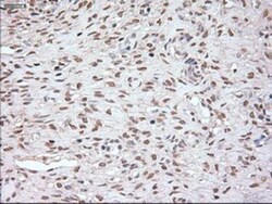 Noggin Antibody (OTI1H8), Novus Biologicals 0.1mL; Unlabeled:Antibodies,