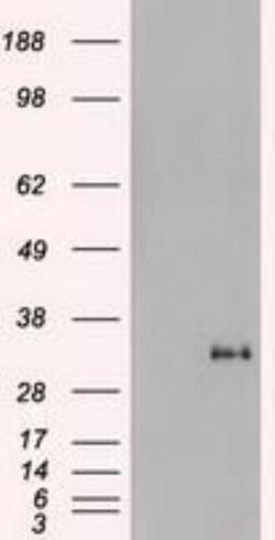 Noggin Antibody (OTI1H8), Novus Biologicals 0.1mL; Unlabeled:Antibodies,