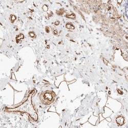 Nogo B receptor Antibody, Novus Biologicals:Antibodies:Primary Antibodies